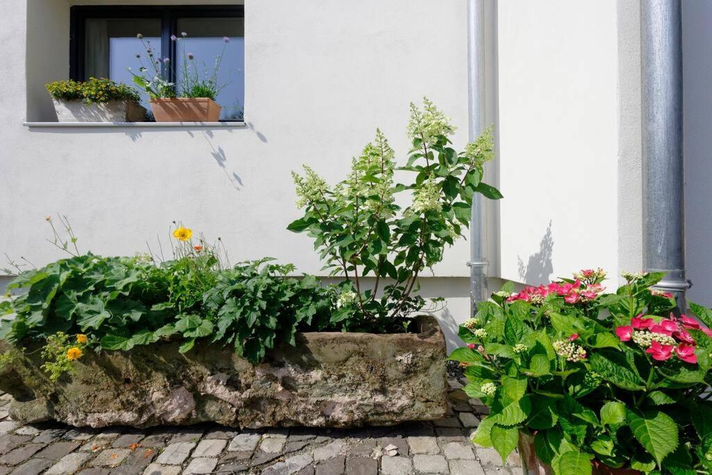 Gute Lage, 3 Raeder, Gruen, Familien Apartman Trier Kültér fotó